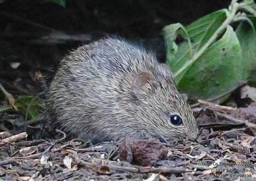 Hispid Cotton Rat