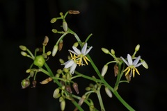 Dianella ensifolia