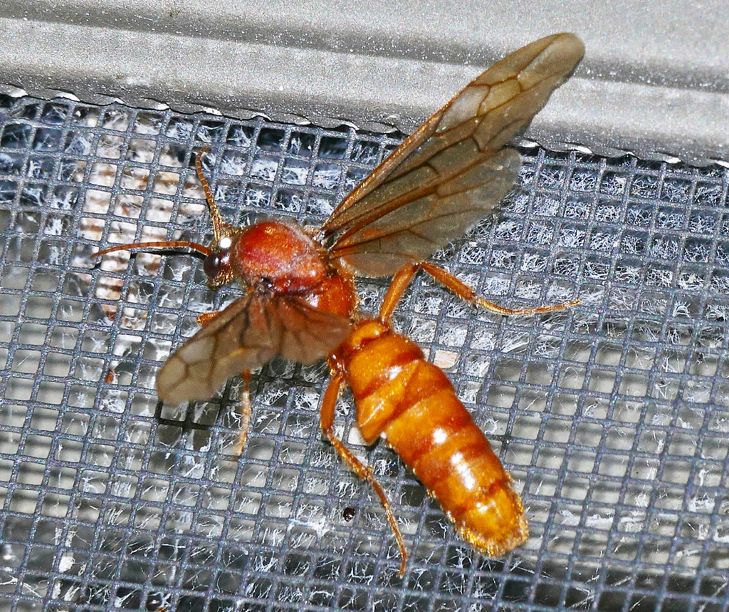 Labidus coecus from Lake Jackson, TX, USA on April 14, 2017 at 06:40 AM ...