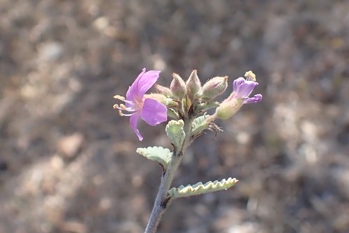 Melochia tomentosa, photograph 1