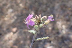 Melochia tomentosa, photograph (c) Alex Doyle, some rights reserved (CC BY)