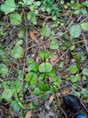 Coprosma spathulata
