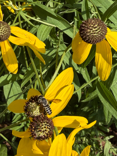 Megachile policaris