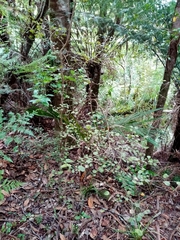 Coprosma spathulata