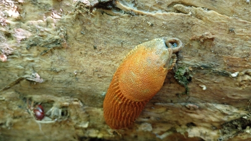 Spanish Slug