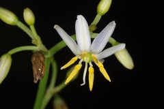 Dianella ensifolia