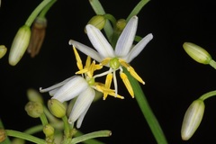Dianella ensifolia