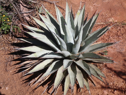 Parry's Agave