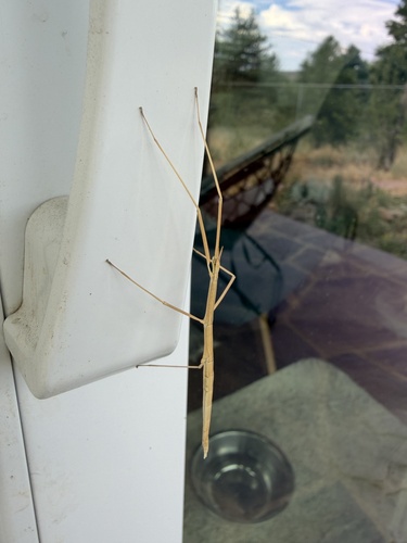Colorado Short-horn Walkingstick