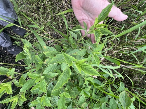 Hyptis brevipes observed 2026-07-25