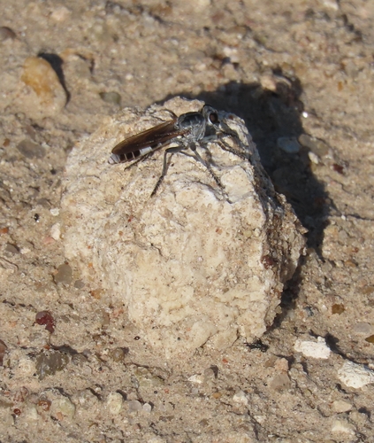 Three-banded Robber Fly