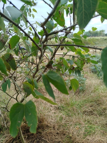 Bauhinia forficata, photograph 4