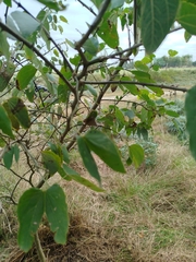 Bauhinia forficata, photograph (c) Gonzalo Romero, some rights reserved (CC BY)