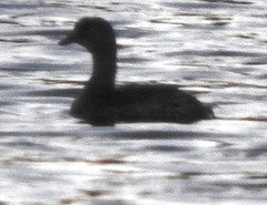 Podicipedidae