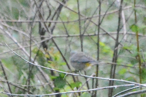 Virginia's Warbler