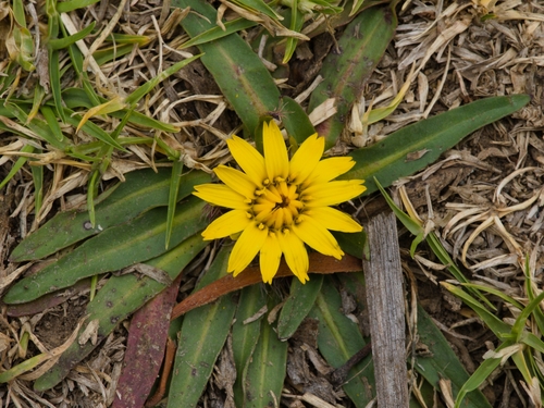 Hypochaeris sessiliflora, photograph 2