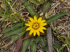 Hypochaeris sessiliflora, photograph (c) Esteban Poveda, some rights reserved (CC BY)