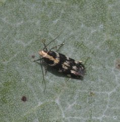 Macrobathra sarcoleuca