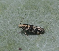 Macrobathra sarcoleuca