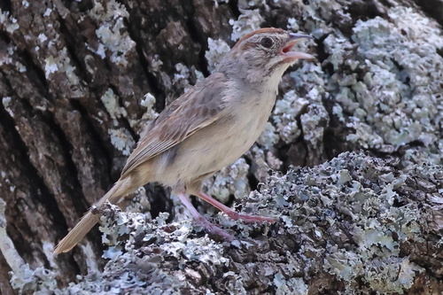 Rufous-crowned Sparrow