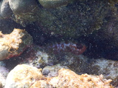 Heteropriacanthus cruentatus