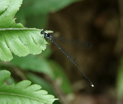 Coeliccia bimaculata