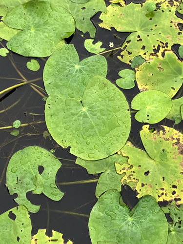 Floatingheart