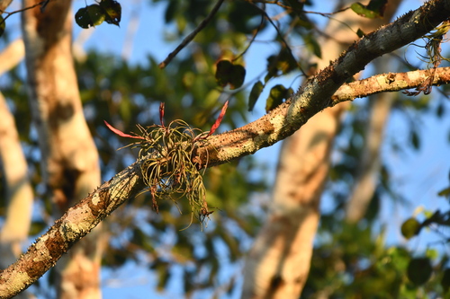 Tillandsia paraensis, photograph 1