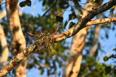 Tillandsia paraensis, photograph (c) Vincent A. Vos, some rights reserved (CC BY)