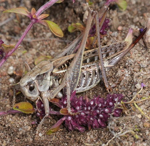 Wart-biter