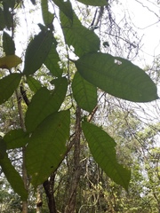 Brosimum alicastrum