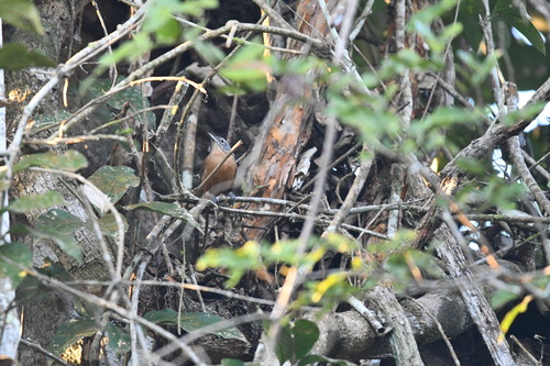 Buff-breasted Wren (Cantorchilus leucotis), photo 2