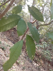 Brosimum alicastrum