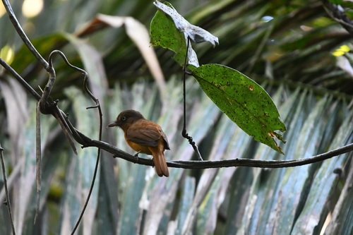 White-eyed Attila (Attila bolivianus)