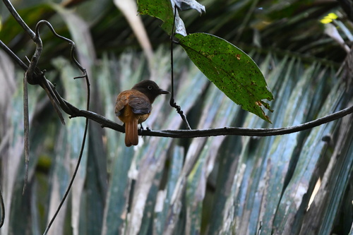 White-eyed Attila (Attila bolivianus), photo 2