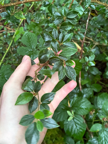 Himalayan cotoneaster
