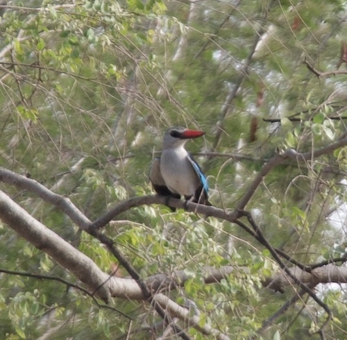 Woodland Kingfisher