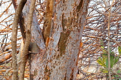 Bursera schlechtendalii