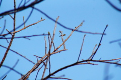 Bursera schlechtendalii