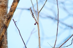 Bursera schlechtendalii