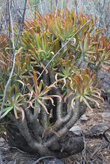 Tylecodon paniculatus × wallichii