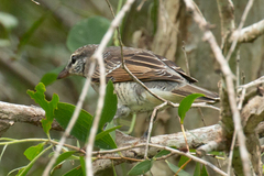 Edolisoma tenuirostre