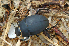 Erodius tibialis