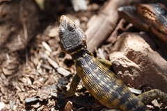 Pseudocordylus microlepidotus