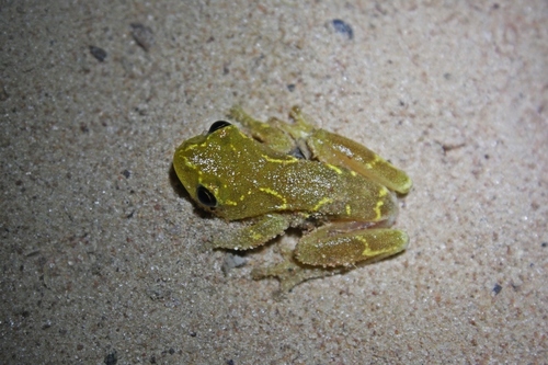 Hyperolius spatzi
