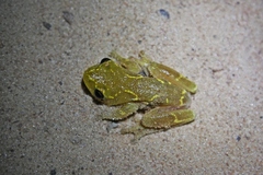 Spatz's Reed Frog photo 4