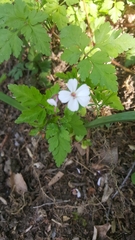Geranium robertianum