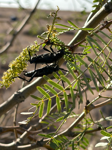 Stenaspis solitaria
