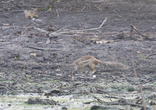 Striped Ground Squirrel