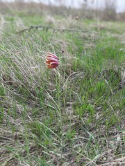 Fritillaria meleagroides